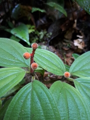 Miconia ceramicarpa