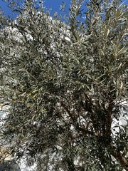 Olea europaea