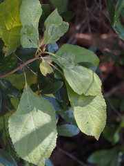 Callicarpa americana