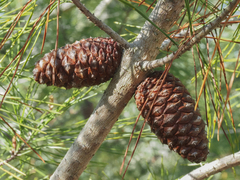 Pinus clausa