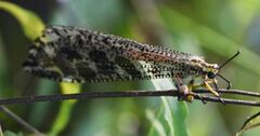 Palparini