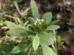 Verbesina virginica