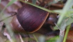 Lissachatina fulica