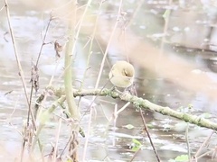 Phylloscopus collybita