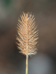 Setaria parviflora