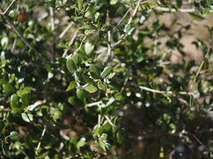 Quercus myrtifolia