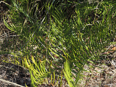 Zamia integrifolia