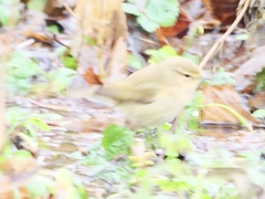 Phylloscopus collybita