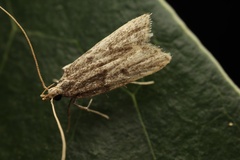 Athymoris martialis