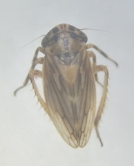 Anaceratagallia