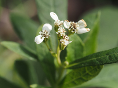 Verbesina virginica