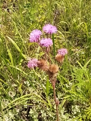 Campuloclinium macrocephalum