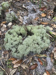Cladonia evansii