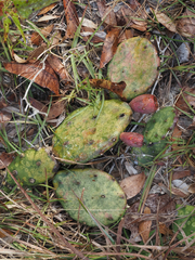 Opuntia mesacantha