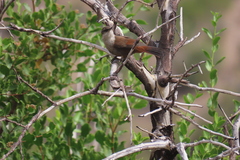 Ochetorhynchus melanurus