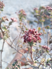 Euphorbia tomentulosa