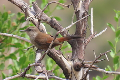 Ochetorhynchus melanurus