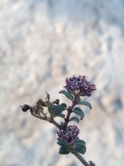 Euphorbia tomentulosa