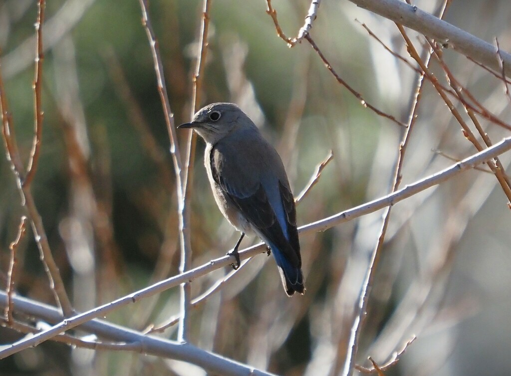 Western Bluebird from Angeles Forest Hwy, Palmdale, CA 93550, USA on ...