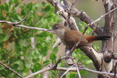 Ochetorhynchus melanurus