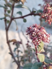 Euphorbia tomentulosa