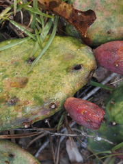 Opuntia mesacantha