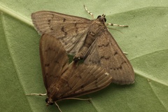 Omiodes tristrialis