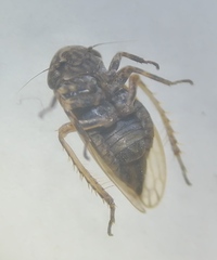 Anaceratagallia