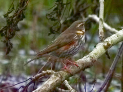 Turdus iliacus