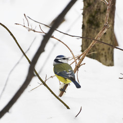 Cyanistes caeruleus