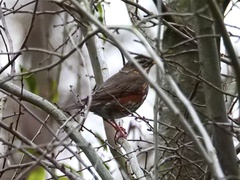 Turdus iliacus
