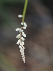 Polygala boykinii