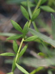 Polygala boykinii
