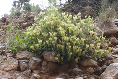 Scutellaria