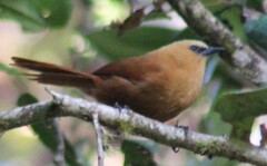 Cinnycerthia unirufa