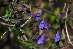 Tropaeolum azureum