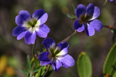 Tropaeolum azureum