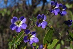 Tropaeolum azureum