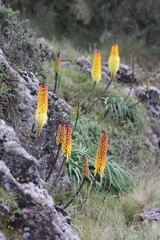 Kniphofia foliosa