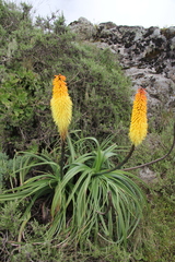 Kniphofia foliosa