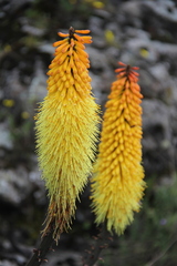 Kniphofia foliosa