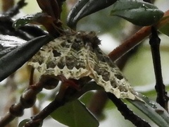 Chloroclydon rinodaria