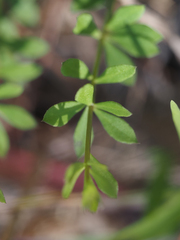 Polygala boykinii