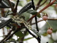 Chloroclydon rinodaria