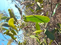 Pithecellobium dulce