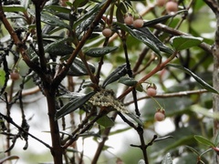 Chloroclydon rinodaria