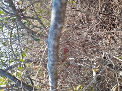 Pithecellobium dulce