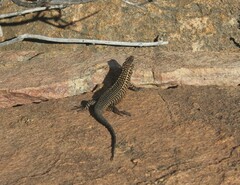 Matobosaurus validus