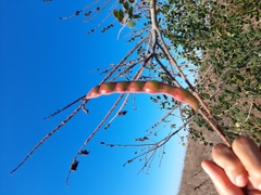 Pithecellobium dulce