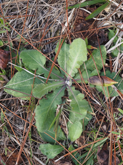 Erigeron quercifolius